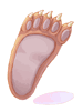 Bear's Footskin